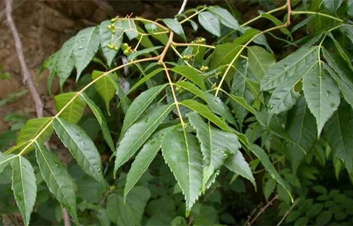 6205345905_d59a564256-160x160