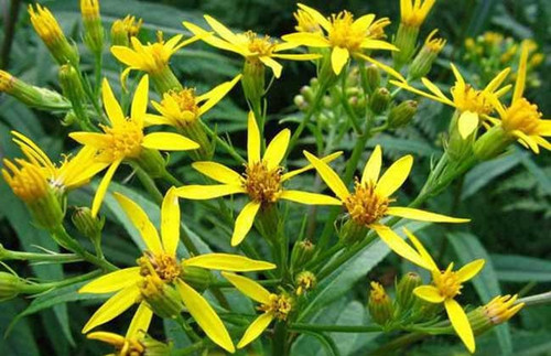 6205345905_d59a564256-160x160