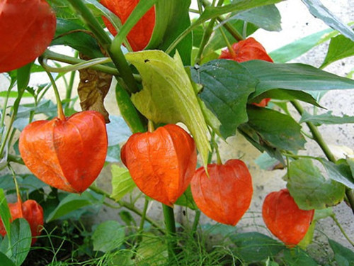 6205345905_d59a564256-160x160