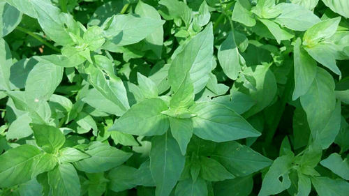 6205345905_d59a564256-160x160