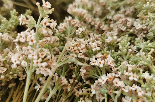 6205345905_d59a564256-160x160