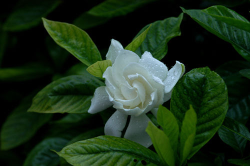 6205345905_d59a564256-160x160