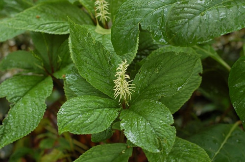 6205345905_d59a564256-160x160