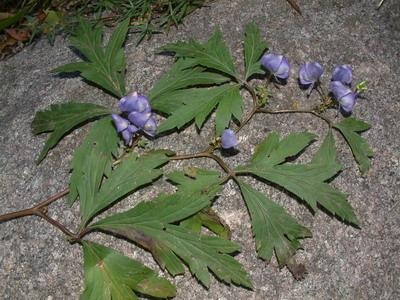 6205345905_d59a564256-160x160