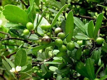 6205345905_d59a564256-160x160