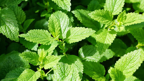 6205345905_d59a564256-160x160