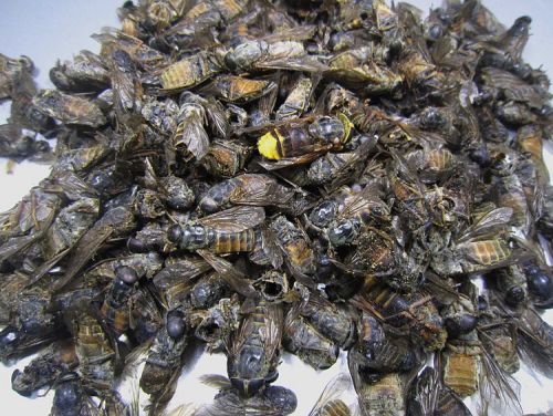 6205345905_d59a564256-160x160