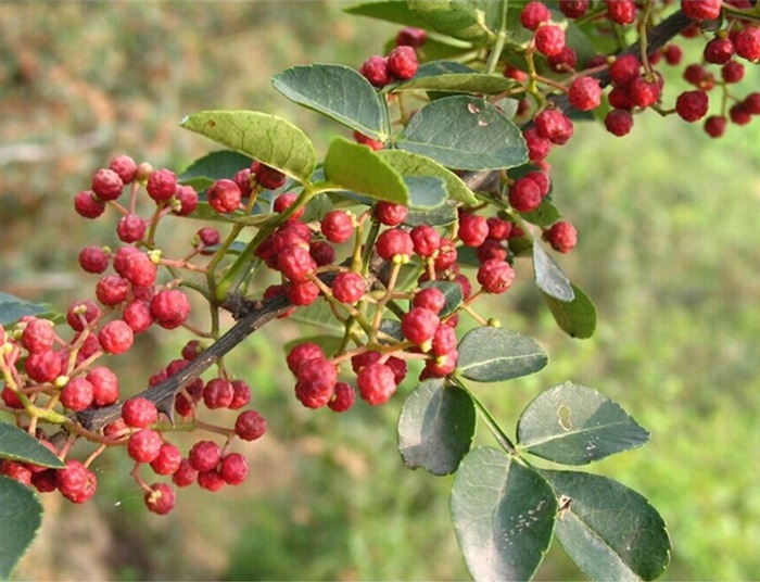 6205345905_d59a564256-160x160