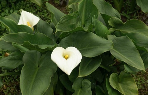 6205345905_d59a564256-160x160