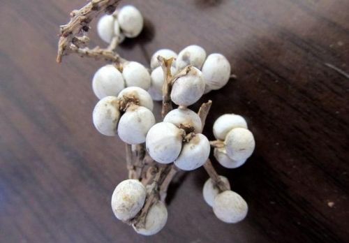 6205345905_d59a564256-160x160