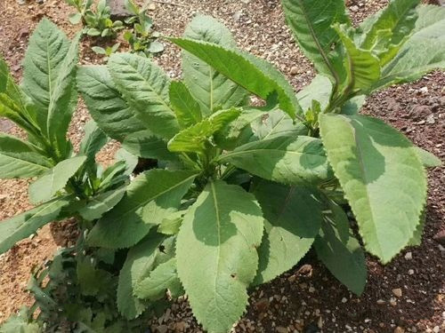 6205345905_d59a564256-160x160